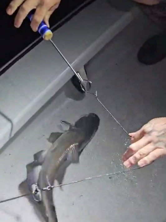 Freshly de-hooked