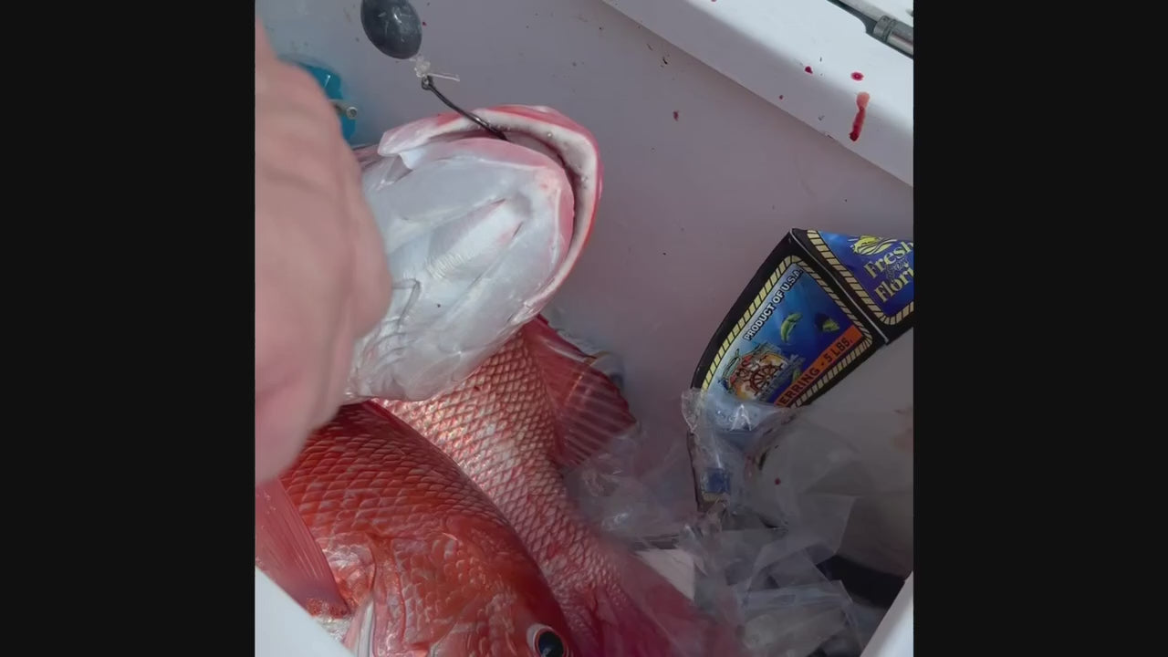 Load video: Hook removal from a Red Snapper , No fish to big or too small the flipper can remove them all. Quick , safe &amp; simple.  That's what we love about the flipper.